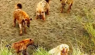 سلطان جنگل زیر فشار کفتارها؛ لحظه‌ای متفاوت از حیات‌وحش + فیلم