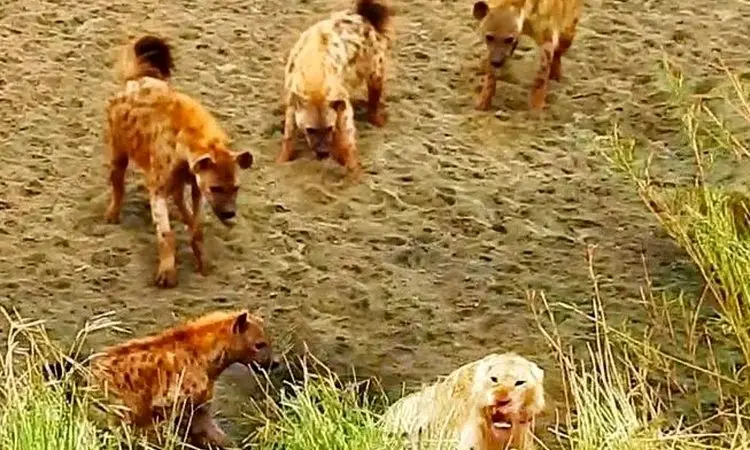 سلطان جنگل زیر فشار کفتارها؛ لحظه‌ای متفاوت از حیات‌وحش + فیلم