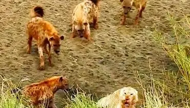 سلطان جنگل زیر فشار کفتارها؛ لحظه‌ای متفاوت از حیات‌وحش + فیلم