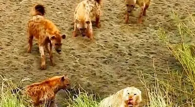 سلطان جنگل زیر فشار کفتارها؛ لحظه‌ای متفاوت از حیات‌وحش + فیلم