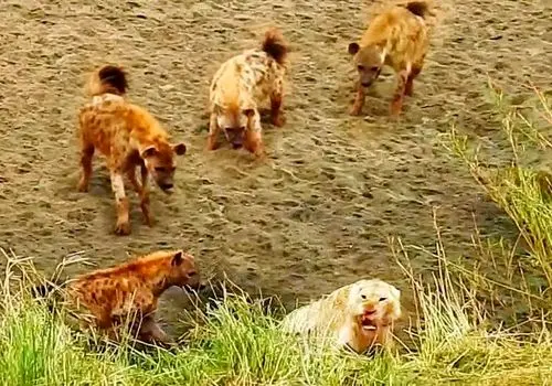 سلطان جنگل زیر فشار کفتارها؛ لحظه‌ای متفاوت از حیات‌وحش + فیلم