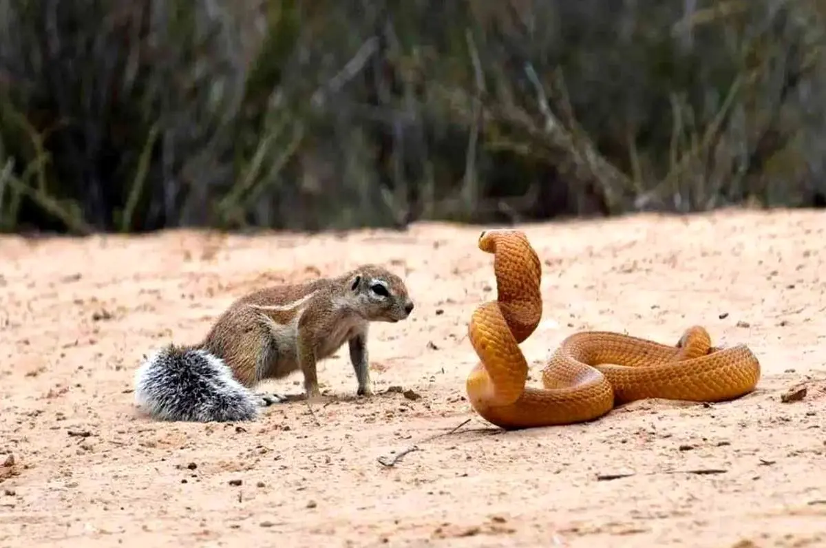 مبارزه شجاعانه سنجاب با مار کبرا برای نجات فرزندانش + فیلم