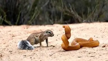 مبارزه شجاعانه سنجاب با مار کبرا برای نجات فرزندانش + فیلم