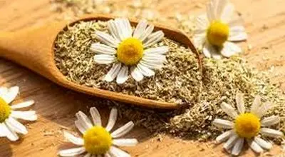 
بابونە؛ یک گیاە و هزار خاصیت
