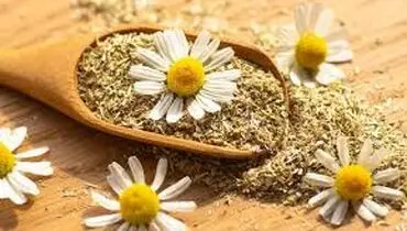 
بابونە؛ یک گیاە و هزار خاصیت
