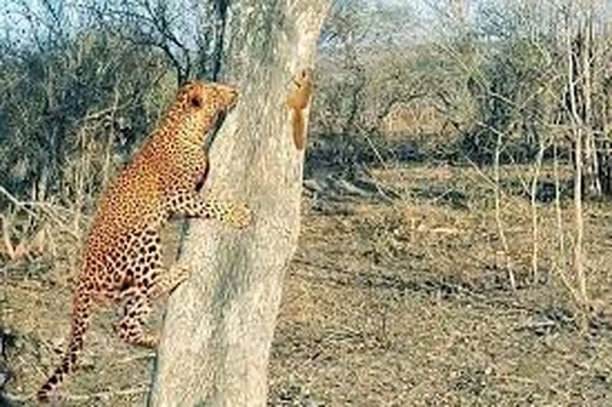 جدال جالب و تماشایی سنجاب و پلنگ+ فیلم

