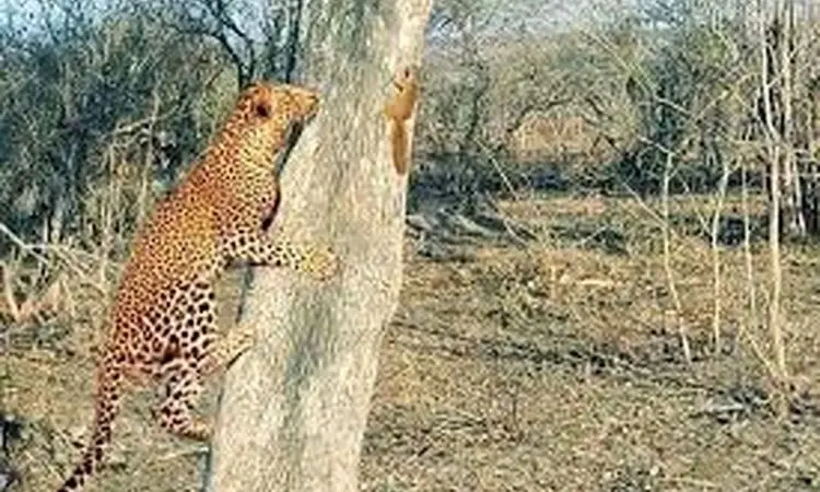 جدال جالب و تماشایی سنجاب و پلنگ+ فیلم

