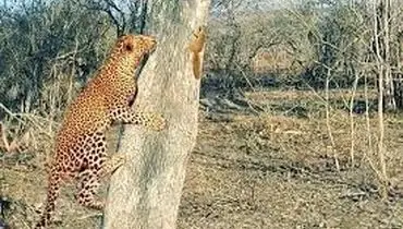 جدال جالب و تماشایی سنجاب و پلنگ+ فیلم

