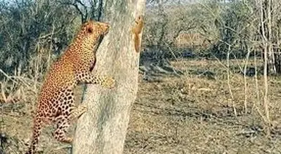 جدال جالب و تماشایی سنجاب و پلنگ+ فیلم

