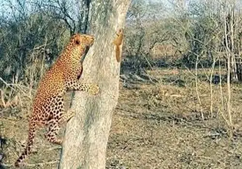 جدال جالب و تماشایی سنجاب و پلنگ+ فیلم

