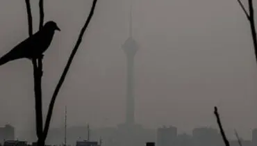 کاهش محسوس جمعیت گنجشک‌ها در تهران