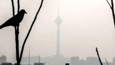 کاهش محسوس جمعیت گنجشک‌ها در تهران