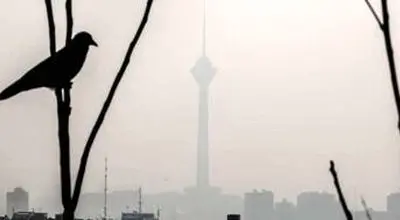 کاهش محسوس جمعیت گنجشک‌ها در تهران