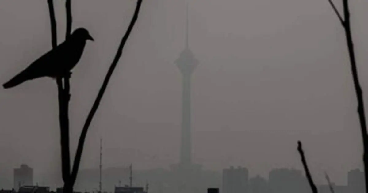 کاهش محسوس جمعیت گنجشک‌ها در تهران