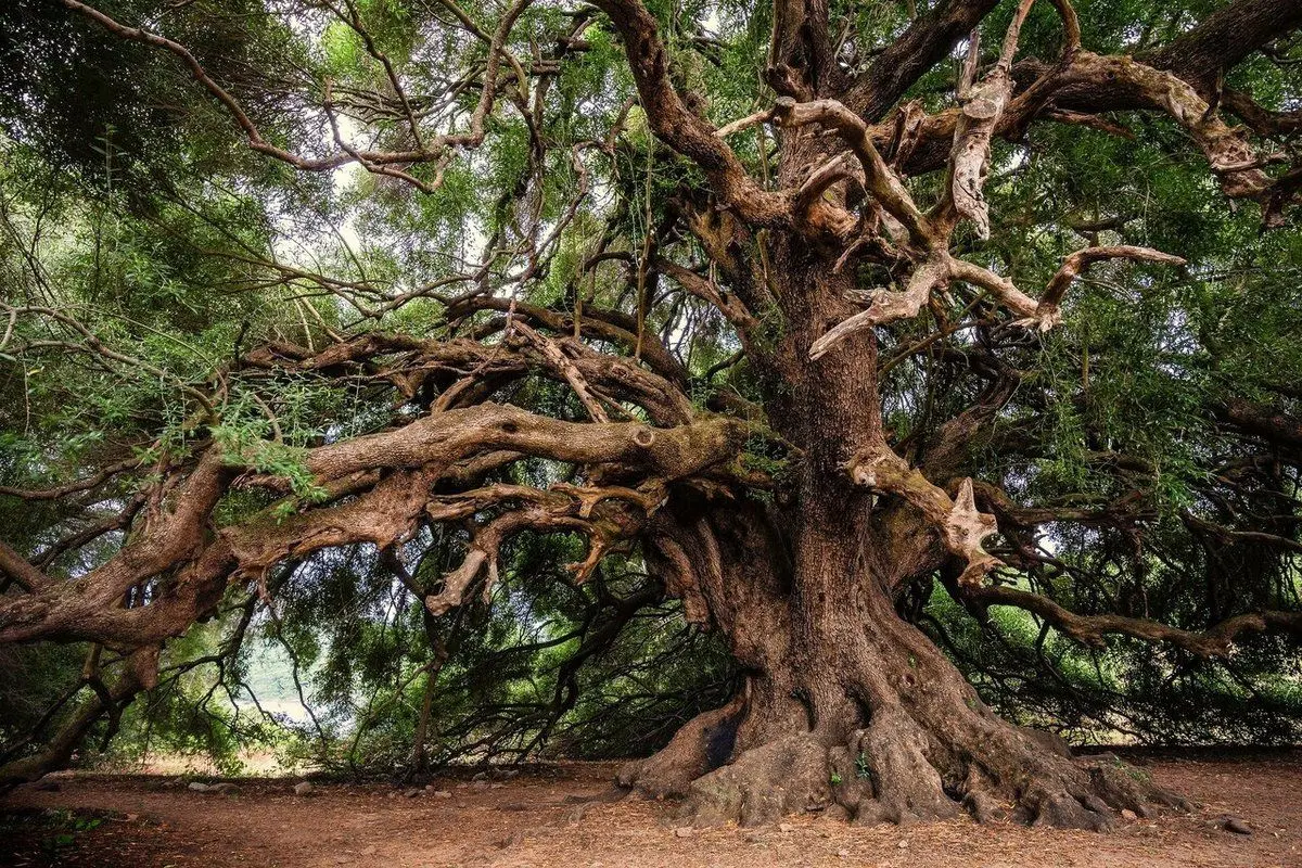 سفر باورنکردنی به درون یک درخت هزار ساله+ فیلم 