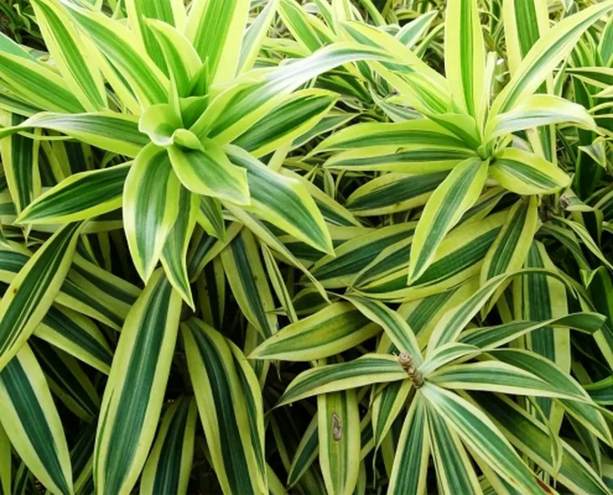 ویژگی های دراسنا رفلکسا
