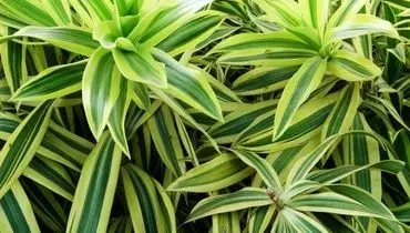 ویژگی های دراسنا رفلکسا
