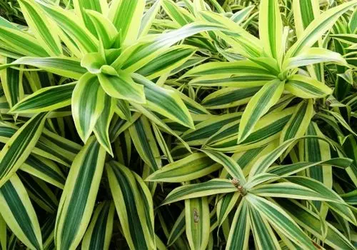 این گیاهان برگ‌سوزنی آپارتمانتو سبز و متفاوت می‌کنن

