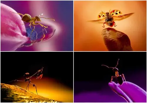 نحوه استتار باورنکردنی این حشرات در طبیعت+ فیلم 