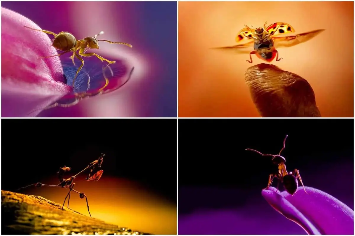 زیباترین لحظات ماکرو ثبت شده توسط حشرات+تصاویر