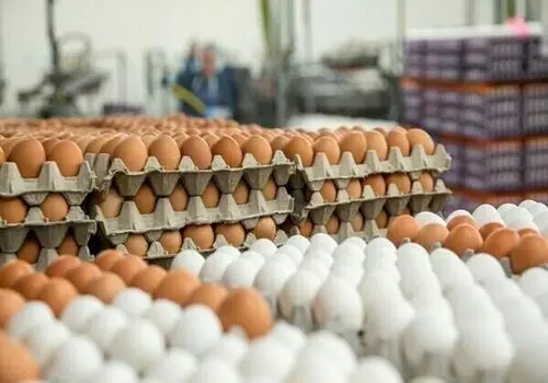 قیمت هر شانه تخم مرغ سر به فلک کشید