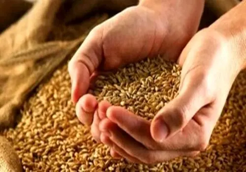  تسویه کامل بدهی گندمکاران چه زمانی انجام خواهد شد؟
