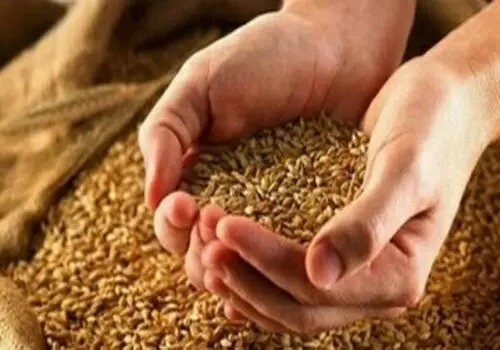 افزایش ۴۰ درصدی قیمت خرید تضمینی گندم