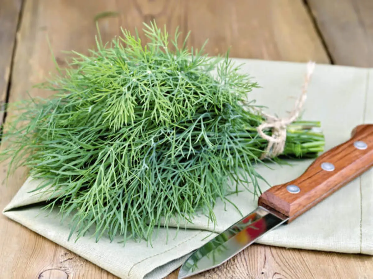 کدام سبزی برای کبد چرب مفید است؟+ راهنمای روش مصرف
