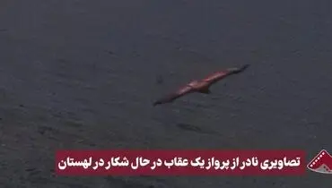 تصاویری نادر از پرواز یک عقاب در حال شکار در لهستان+فیلم
