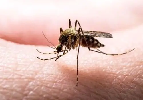 با علائم و نشانه‌های مالاریا آشنا شوید+ اینفوگرافیک