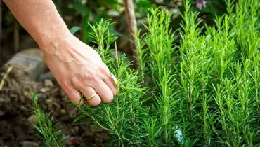 گیاه محبوب اینستاگرامی؛ واقعاً جای زخم را از بین می‌برد؟»