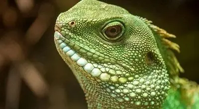 حیرت انگیزترین عکس های ایگوانا برای علاقمندان به این موجود خاص !