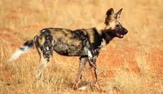  تلاش دسته جمعی  سگ های وحشی برای نجات همنوع شان از دست شیر عصبانی + فیلم
