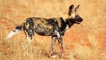  تلاش دسته جمعی  سگ های وحشی برای نجات همنوع شان از دست شیر عصبانی + فیلم
