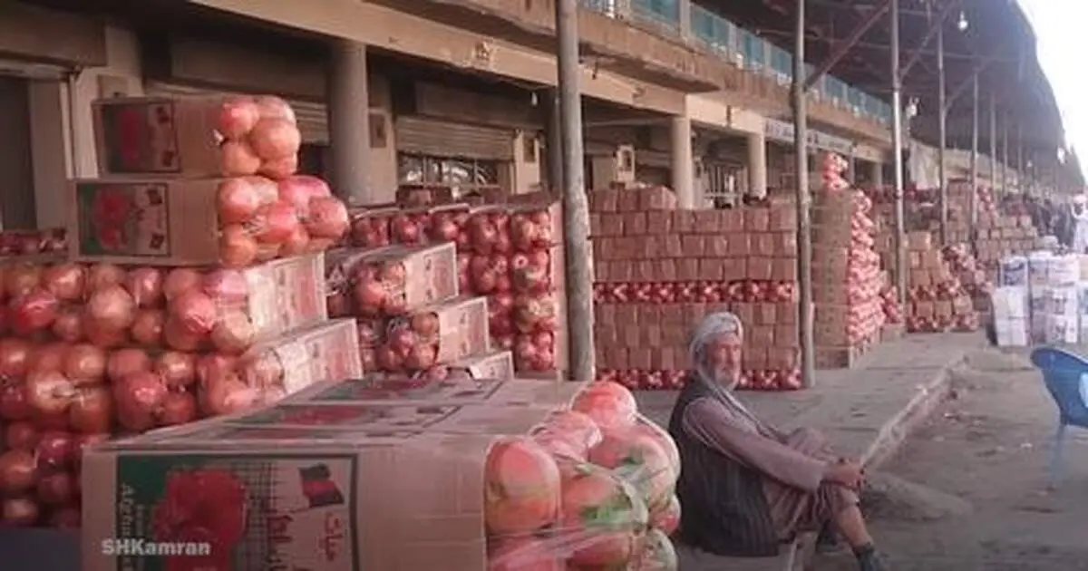  بزرگترین صادر کننده انار جهان + فیلم