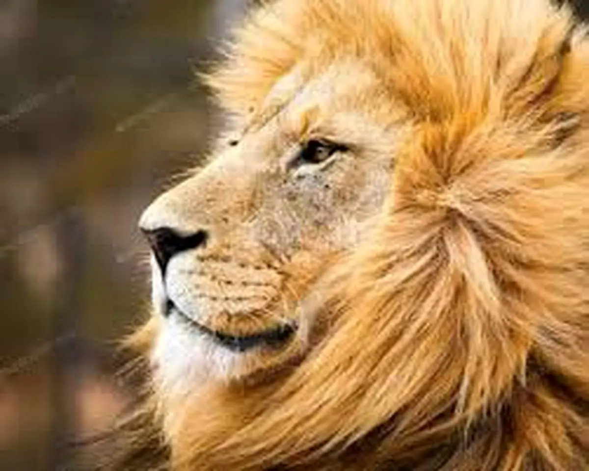 دعوای شیرها بر سر خوردن یک گاومیش آبی 