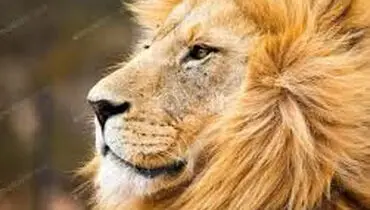 لحظه واقعی و دلخراش مرگ «صورت زحمی» در حیات وحش+ فیلم