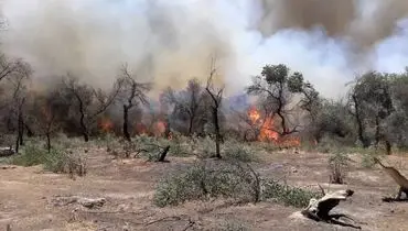 آتش سوزی پارک ملی کرخه مهار شد+جزئیات