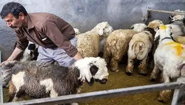 قیمت دام زنده امروز ۵ بهمن ۱۴۰۴/ بازار دام و گوشت در آستانه گرانی جدید