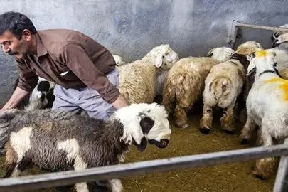 قیمت دام زنده امروز 6 اسفند 1404 + جدول