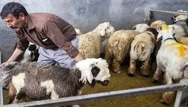 آمادگی برای تامین دام و گوشت