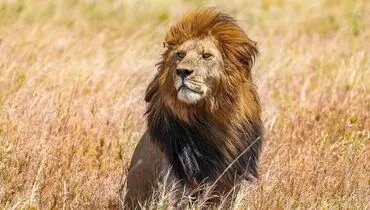 بازی شیرها با دم سلطان جنگل؛ ویدئویی که ترند شد + فیلم