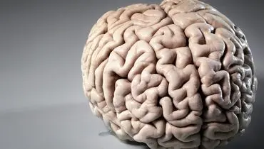 دانشمندان: مغز انسان تا ۳۲ سالگی در حال بلوغ است

