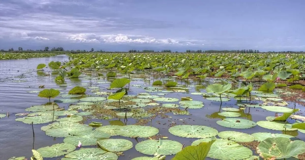تالاب‌های جنوب زیر سایه جنگ؛ برآورد تازه از آسیب‌های زیست‌محیطی