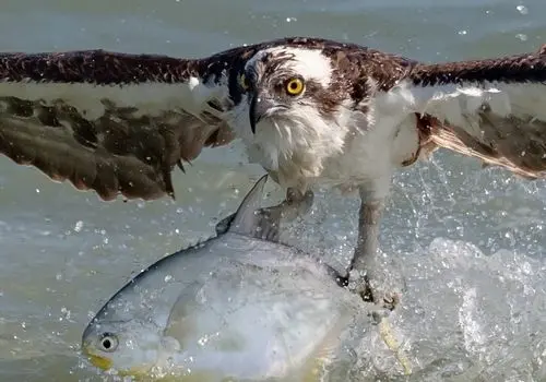 ببینید ماهیگیر زرنگ چگونه از تمساح برای شکار ماهی استفاده می کند + فیلم