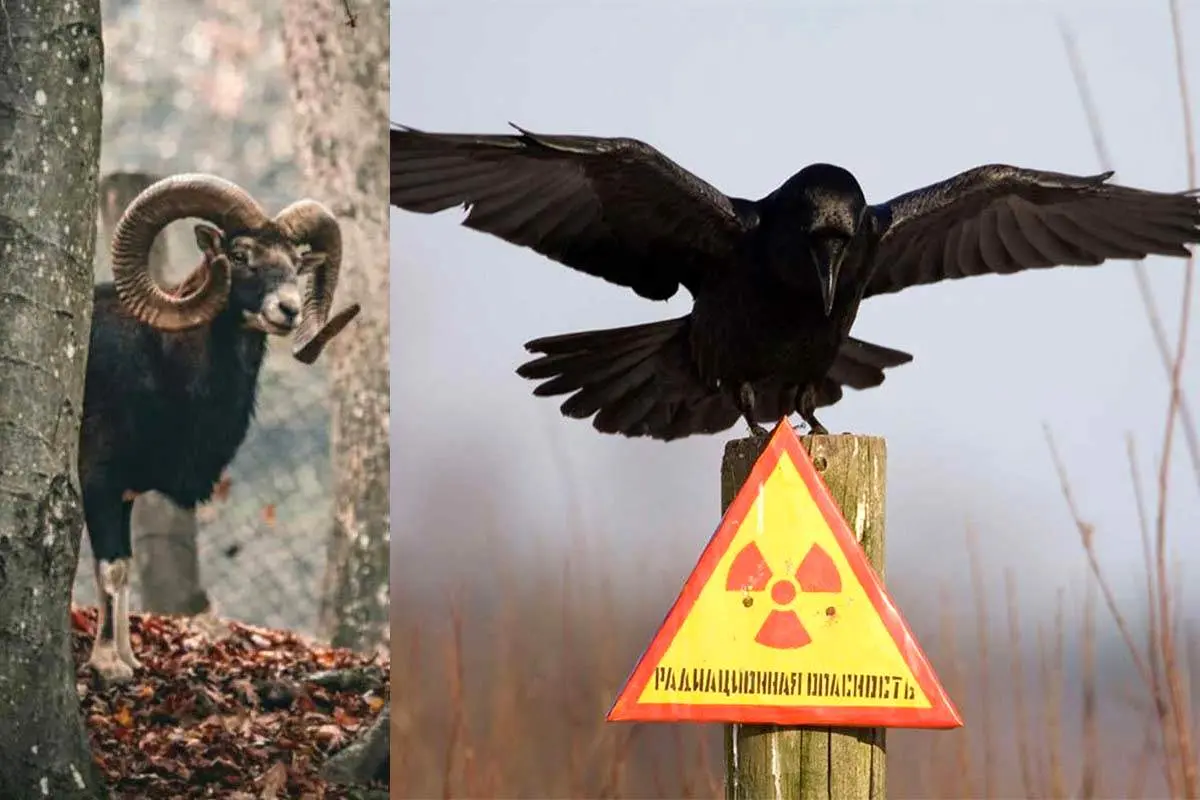 ماجرای باور نکردنی  پرنده سیاه چرنوبیل