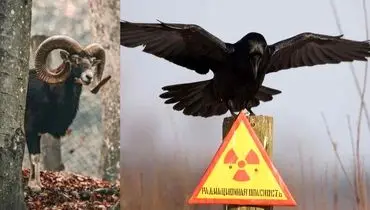 ماجرای باور نکردنی  پرنده سیاه چرنوبیل