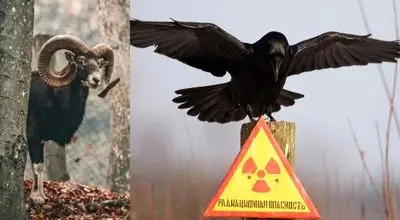 ماجرای باور نکردنی  پرنده سیاه چرنوبیل