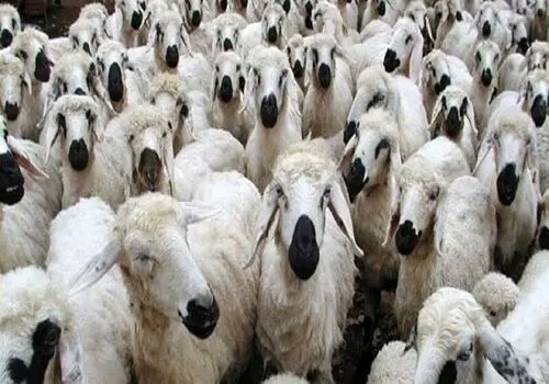 قیمت دام زنده امروز ۱۲ مرداد ۱۴۰۵ + جدول