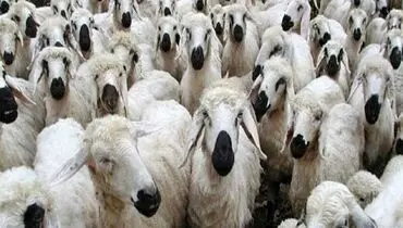 قیمت دام زنده امروز سه شنبه ۱۳ آبان ۱۴۰۴ اعلام شد 